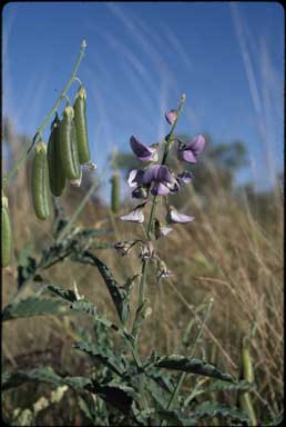 APII jpeg image of Crotalaria verrucosa  © contact APII