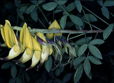 APII jpeg image of Crotalaria laburnifolia  © contact APII