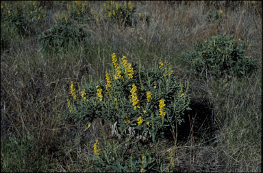 APII jpeg image of Crotalaria novae-hollandiae subsp. novae-hollandiae  © contact APII