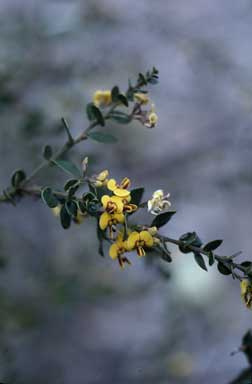 APII jpeg image of Daviesia buxifolia  © contact APII