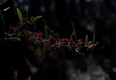 APII jpeg image of Daviesia mimosoides  © contact APII