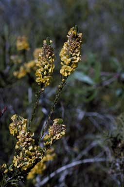 APII jpeg image of Dillwynia floribunda  © contact APII