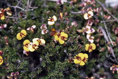 APII jpeg image of Dillwynia prostrata  © contact APII