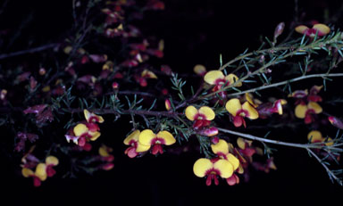 APII jpeg image of Daviesia phylicoides  © contact APII