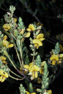 APII jpeg image of Eutaxia microphylla var. diffusa  © contact APII
