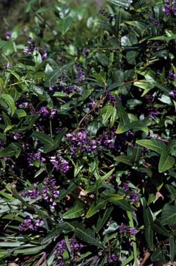 APII jpeg image of Hardenbergia comptoniana  © contact APII