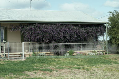 APII jpeg image of Hardenbergia violacea  © contact APII