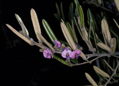 APII jpeg image of Hovea purpurea  © contact APII
