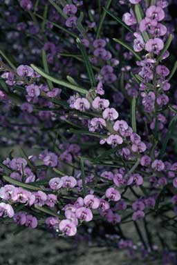 APII jpeg image of Hovea rosmarinifolia  © contact APII