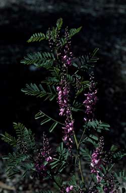 APII jpeg image of Indigofera australis  © contact APII