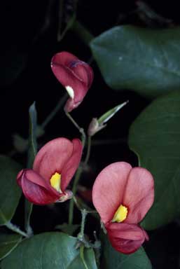 APII jpeg image of Kennedia macrophylla  © contact APII