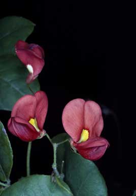APII jpeg image of Kennedia macrophylla  © contact APII