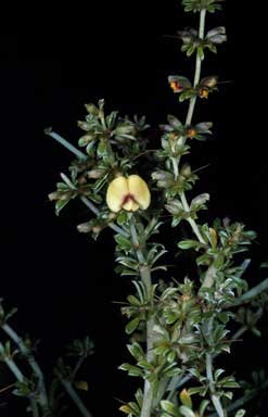 APII jpeg image of Mirbelia microphylla  © contact APII