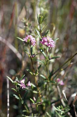 APII jpeg image of Mirbelia rubiifolia  © contact APII