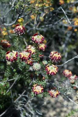 APII jpeg image of Pultenaea ericifolia  © contact APII