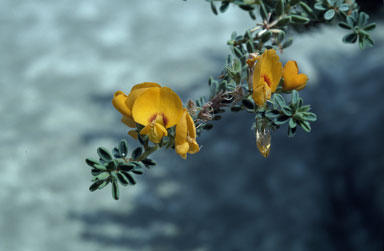 APII jpeg image of Pultenaea maritima  © contact APII