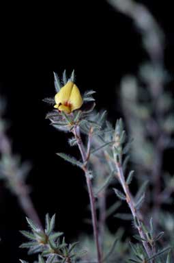 APII jpeg image of Pultenaea tenuifolia  © contact APII