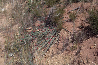 APII jpeg image of Leptosema aphyllum  © contact APII