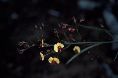 APII jpeg image of Daviesia costata  © contact APII