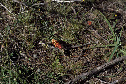 APII jpeg image of Chorizema humile  © contact APII