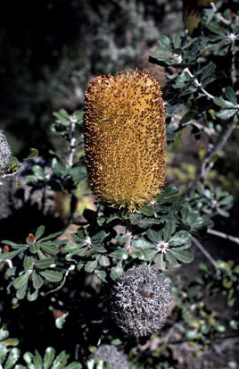 APII jpeg image of Banksia epica  © contact APII