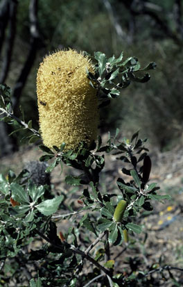 APII jpeg image of Banksia epica  © contact APII