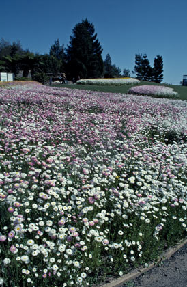 APII jpeg image of Rhodanthe chlorocephala subsp. rosea  © contact APII