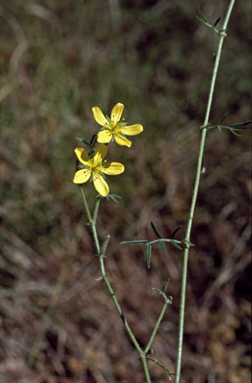 APII jpeg image of Tribulopis angustifolia  © contact APII