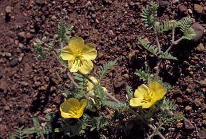 APII jpeg image of Tribulus ranunculiflorus  © contact APII