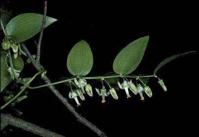 APII jpeg image of Asparagus asparagoides  © contact APII
