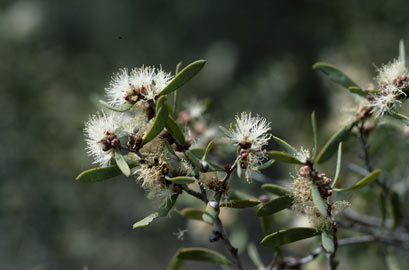 APII jpeg image of Melaleuca acacioides  © contact APII