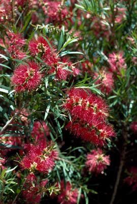 APII jpeg image of Callistemon viminalis 'Ku-ring-Gai Chase'  © contact APII