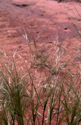 APII jpeg image of Austrostipa nodosa  © contact APII