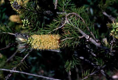 APII jpeg image of Callistemon pityoides  © contact APII