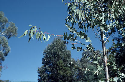 APII jpeg image of Eucalyptus banksii  © contact APII