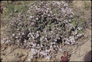 APII jpeg image of Frankenia serpyllifolia  © contact APII