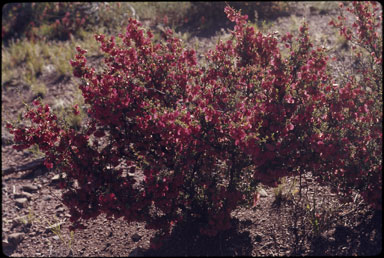 APII jpeg image of Dodonaea microzyga var. microzyga  © contact APII