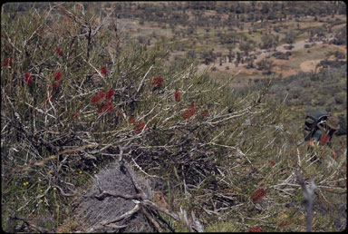 APII jpeg image of Callistemon teretifolius  © contact APII