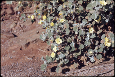 APII jpeg image of Abutilon halophilum  © contact APII