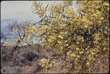 APII jpeg image of Acacia victoriae  © contact APII