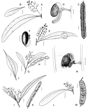 APII jpeg image of Acacia penninervis var. longiracemosa,<br/>Acacia penninervis var. penninervis,<br/>Acacia falciformis,<br/>Acacia obliquinervia,<br/>Acacia binervata  © contact APII