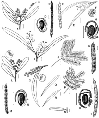 APII jpeg image of Acacia rubida,<br/>Acacia amoena,<br/>Acacia attenuata,<br/>Acacia kydrensis,<br/>Acacia mabellae  © contact APII