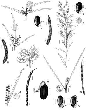 APII jpeg image of Acacia angusta,<br/>Acacia linearifolia,<br/>Acacia polifolia,<br/>Acacia caesiella,<br/>Acacia pubicosta  © contact APII