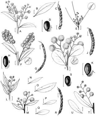 APII jpeg image of Acacia semilunata,<br/>Acacia buxifolia subsp. buxifolia,<br/>Acacia meiantha,<br/>Acacia lunata,<br/>Acacia buxifolia subsp. pubiflora,<br/>Acacia leucolobia  © contact APII