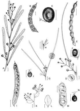 APII jpeg image of Acacia glaucocaesia,<br/>Acacia gelasina,<br/>Acacia aphanoclada,<br/>Acacia alexandri  © contact APII