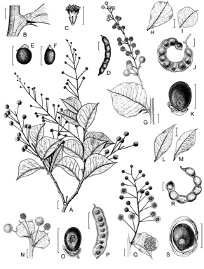 APII jpeg image of Acacia inaequilatera,<br/>Acacia strongylophylla,<br/>Acacia pyrifolia,<br/>Acacia marramamba  © contact APII