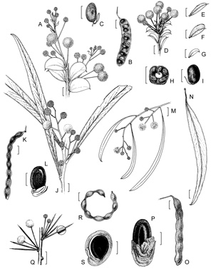 APII jpeg image of Acacia ampliceps,<br/>Acacia tetragonophylla,<br/>Acacia dorsenna,<br/>Acacia camptoclada,<br/>Acacia salicina  © contact APII