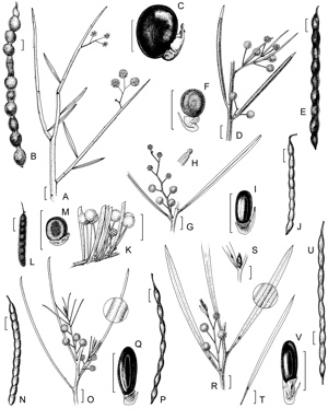 APII jpeg image of Acacia maxwellii,<br/>Acacia wilcoxii,<br/>Acacia microcalyx,<br/>Acacia crassiuscula,<br/>Acacia scirpifolia,<br/>Acacia saligna,<br/>Acacia blakelyi  © contact APII