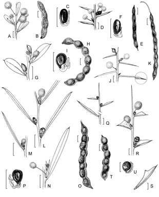 APII jpeg image of Acacia pachypoda,<br/>Acacia inaequiloba,<br/>Acacia castanostegia,<br/>Acacia nigripilosa subsp. latifolia,<br/>Acacia nigripilosa subsp. nigripilosa,<br/>Acacia spathulifolia  © contact APII