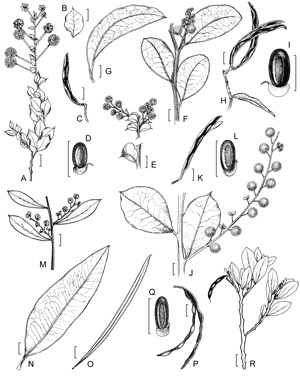 APII jpeg image of Acacia heterochroa subsp. heterochroa,<br/>Acacia heterochroa subsp. robertii,<br/>Acacia disticha,<br/>Acacia myrtifolia,<br/>Acacia celastrifolia,<br/>Acacia clydonophora  © contact APII